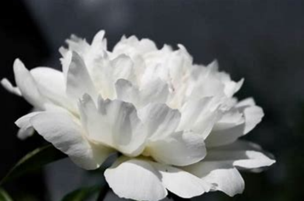 女人梦见白色的花朵预示着什么？女人梦见白色的花朵是什么意思？