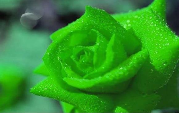 罕见的绿色蔷薇花花语是什么？绿色蔷薇花花语是什么？