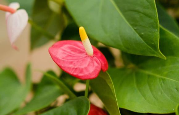 色泽鲜艳的红掌花花语是什么？红掌花代表的隐含意思是什么呢？