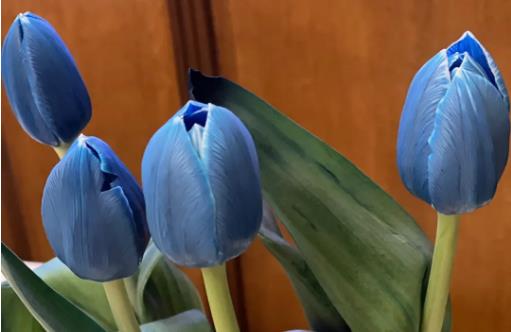 蓝色郁金香花语 鲜花中的高冷和珍贵