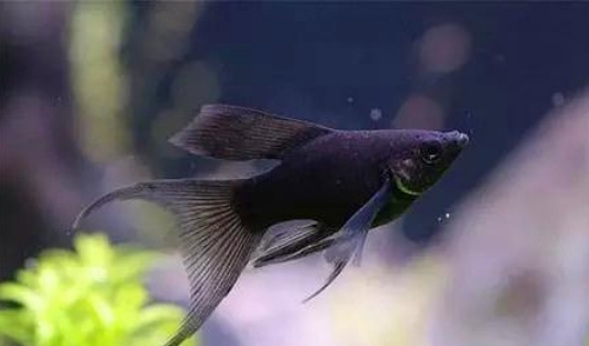 梦见黑色的鱼预示着什么？是好事还是坏事？