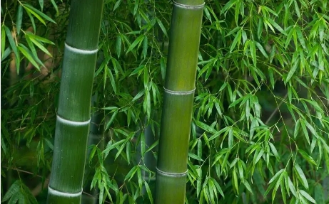 梦见砍竹子是什么意思？会有什么预兆吗？