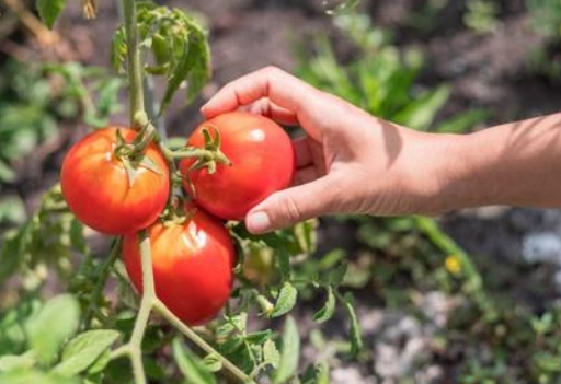 梦见摘西红柿是什么意思？会有什么寓意吗？