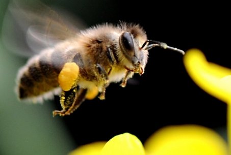 梦到蜜蜂是什么意思？梦到蜜蜂好不好？