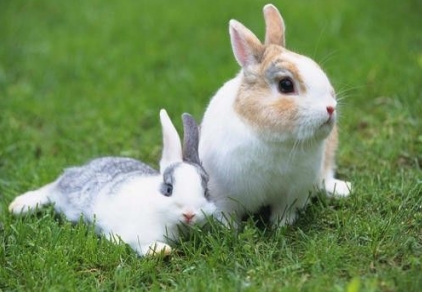 梦见兔子会有什么寓意吗？会代表着什么吗？